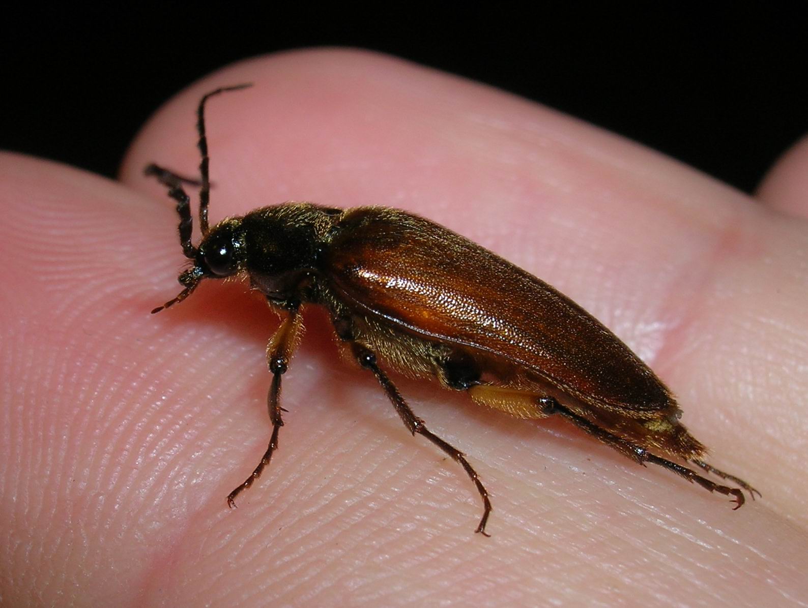 Cebrio dubius